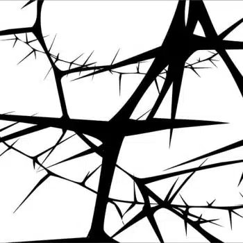 Acacia (white)