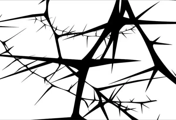 Acacia (white) – Bild 2