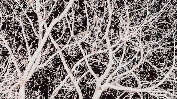 Atlas-tree – Bild 2