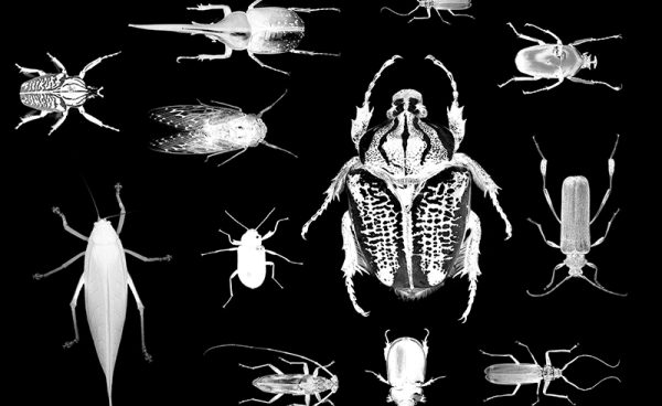 Bug Hunter – Bild 2