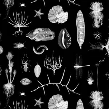 Cabinet of Natural Curiosities (black)