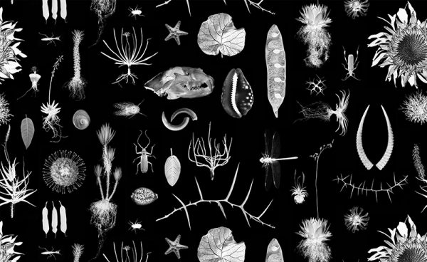 Cabinet of Natural Curiosities (black) – Bild 2