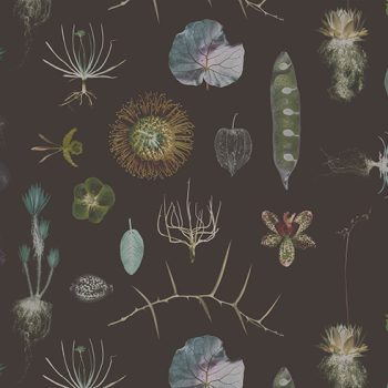 Cabinet of Natural Curiosities (brown)