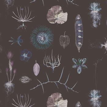 Cabinet of Natural Curiosities (neo)