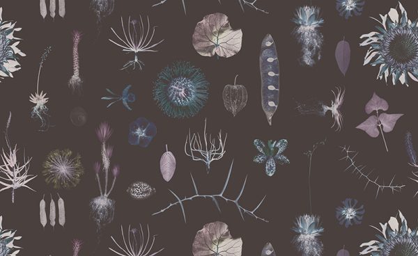Cabinet of Natural Curiosities (neo) – Bild 2