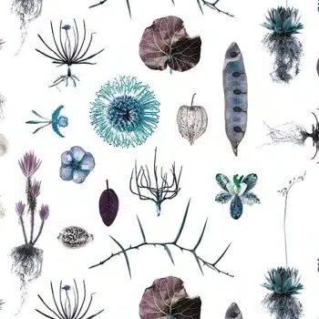 Cabinet of Natural Curiosities (psycho)