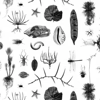Cabinet of Natural Curiosities (white)