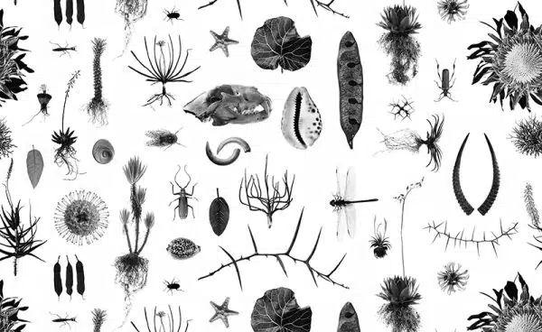 Cabinet of Natural Curiosities (white) – Bild 2