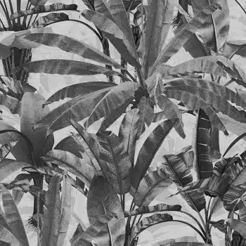 Crazy Banana Charcoal