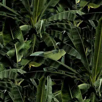 Crazy Banana Emerald