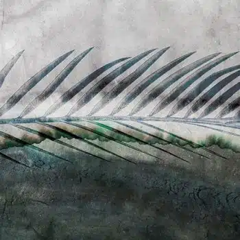 Cycas