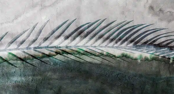 Cycas – Bild 2