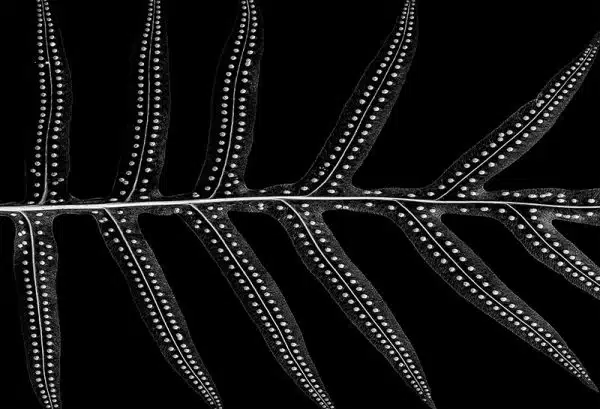 Dinka (black) – Bild 2
