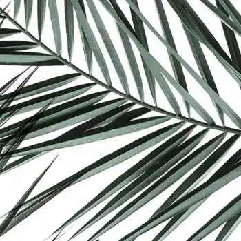Drift-palm