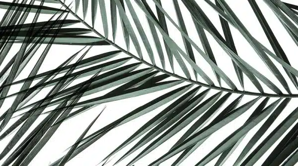 Drift-palm – Bild 2
