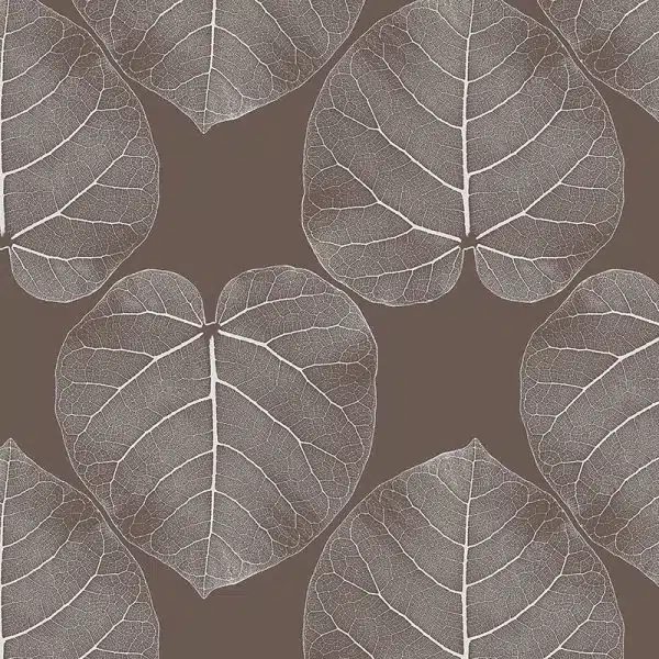 FICUS (African-mud) – Bild 2