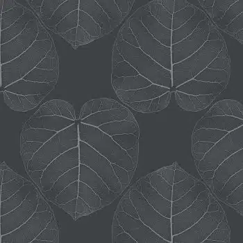 FICUS (Charcoal)