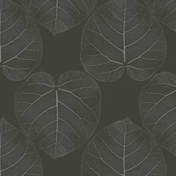 FICUS (Chocolate-Dream)