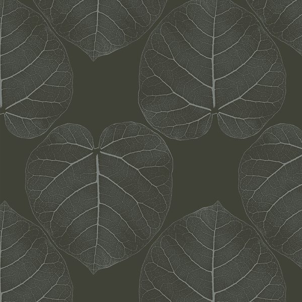 FICUS (Chocolate-Dream) – Bild 2