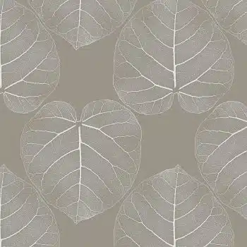 FICUS (Maple-Tree)