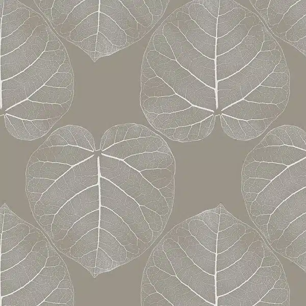 FICUS (Maple-Tree) – Bild 2