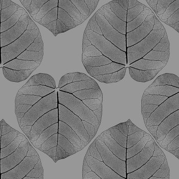 FICUS (Mirage)