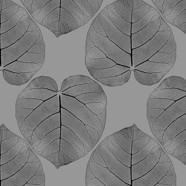 FICUS (Mirage) – Bild 2