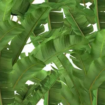 Tropical Jungle Leaf Costa Rica