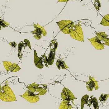 Honey-vine