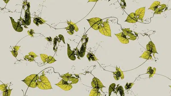 Honey-vine – Bild 2