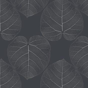 FICUS (Jet)