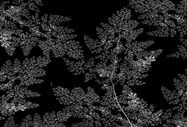 Moru (black) – Bild 2