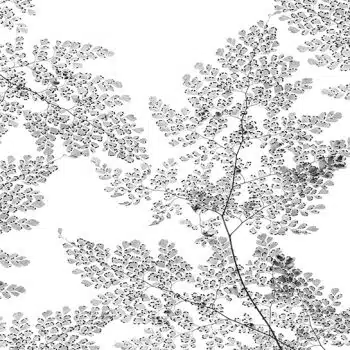 Moru (white)