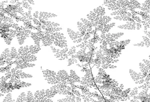 Moru (white) – Bild 2