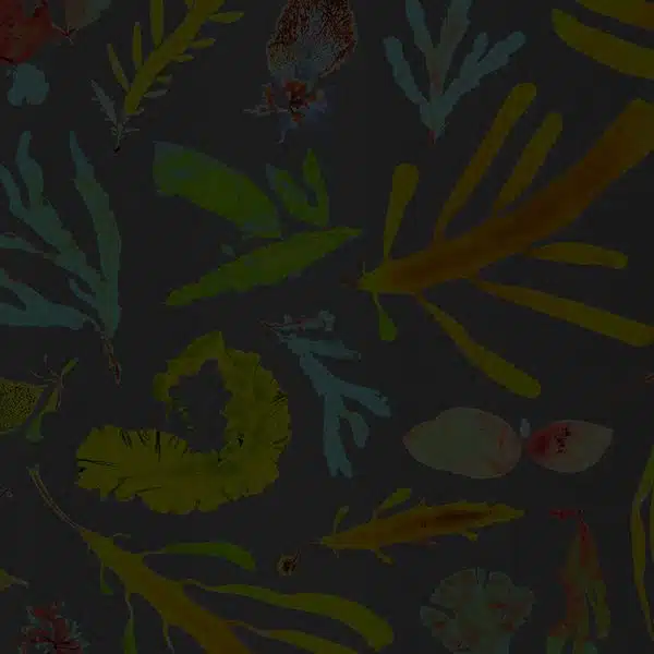 Oceanic Dreams – Bild 2