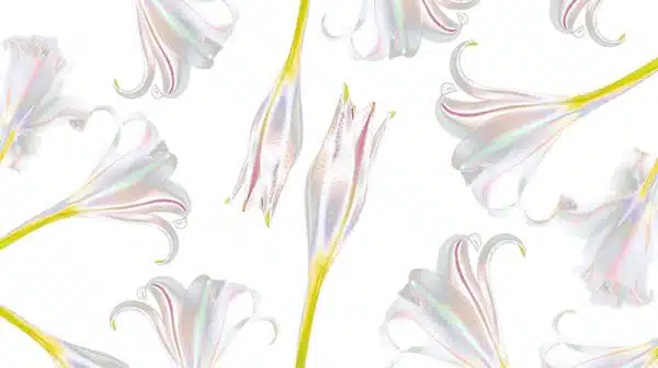 Snowdrop – Bild 2