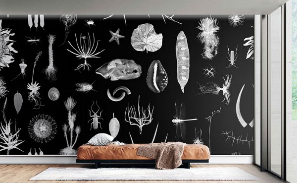 Cabinet of Natural Curiosities (black)