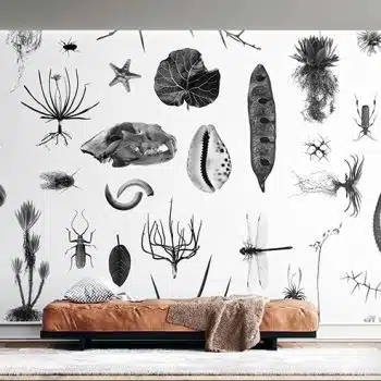 Cabinet of Natural Curiosities (white)