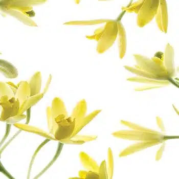 Wild-blossom