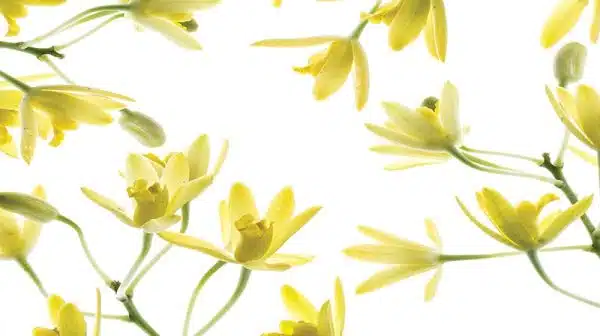 Wild-blossom – Bild 2