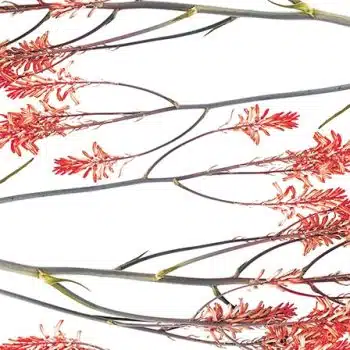 Winter-bloom