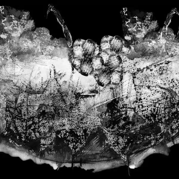 Barnacles – Bild 2