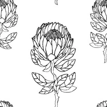Protea Black&White
