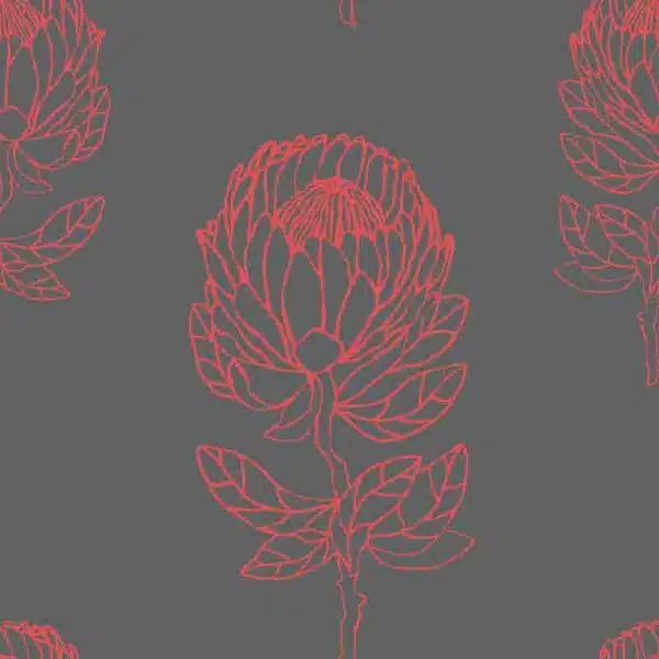 Protea Coral – Bild 2